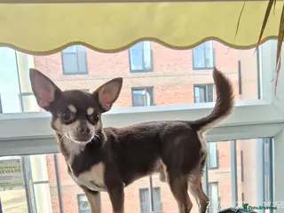 Chihuahua dogs Simba chocolate chihuahua - Advert 7