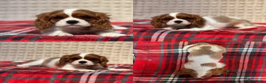 Cavalier King Charles Spaniel 3