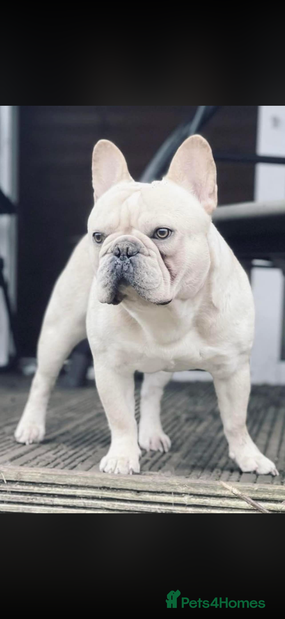French Bulldog dogs for sale: French bulldog boy - Advert 3