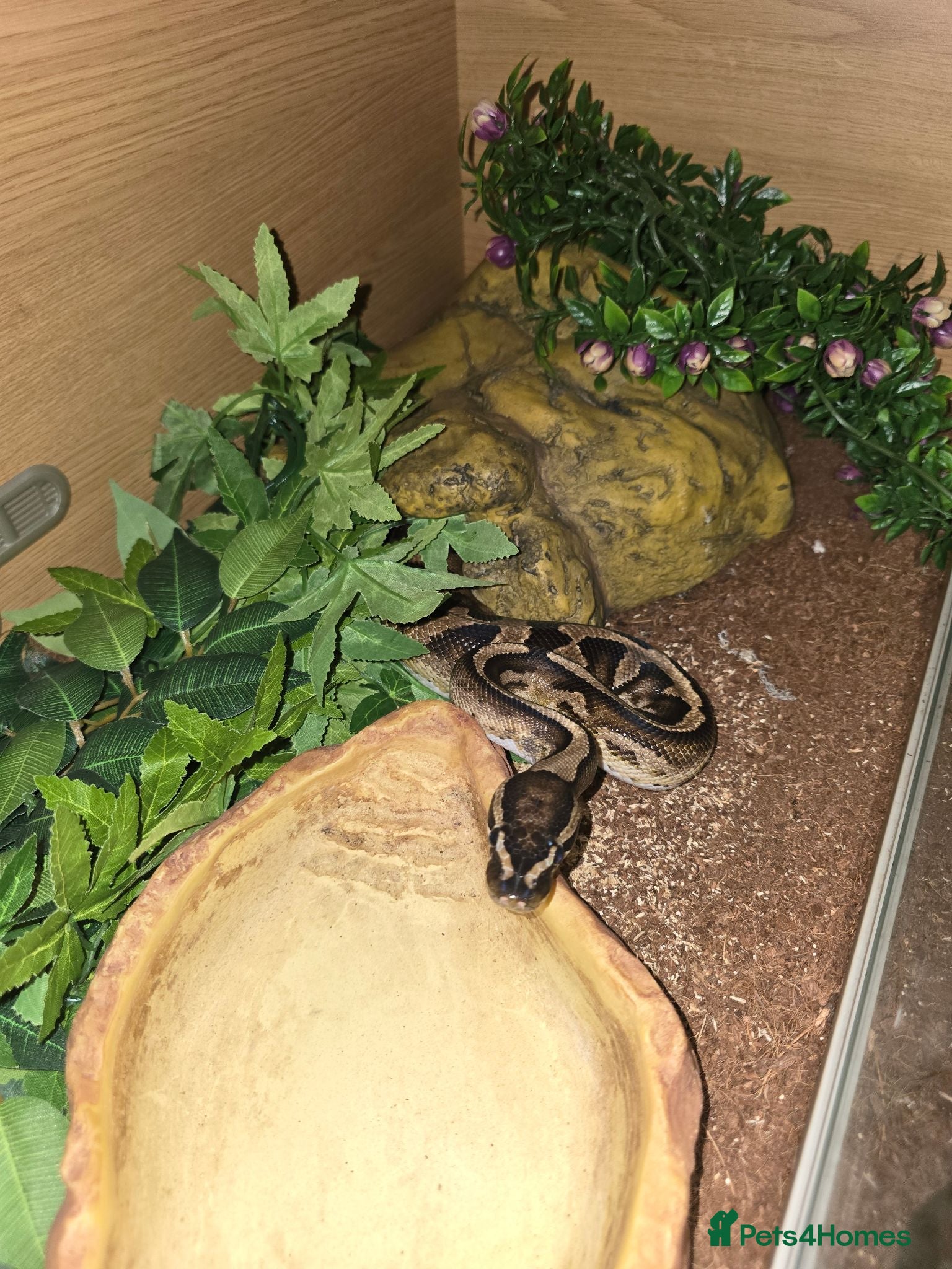 Python Snake reptiles 5x royal pythons and set ups - Advert 6