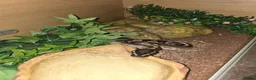 Python Snake reptiles for sale: 5x royal pythons and set ups in Birmingham - Advert 1
