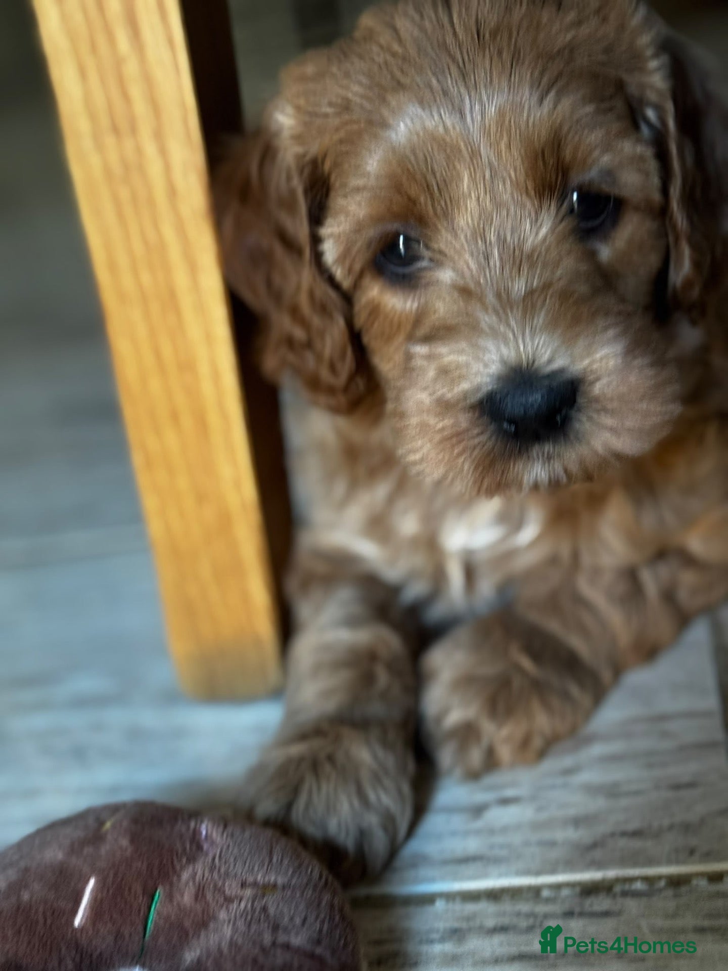 Mixed Breed dogs Gorgeous Red & Apricot Mini Doodle Puppies - Advert 1