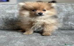 Pomeranian dogs for sale: Adorable Pom puppies 💙❤️ - Image 11