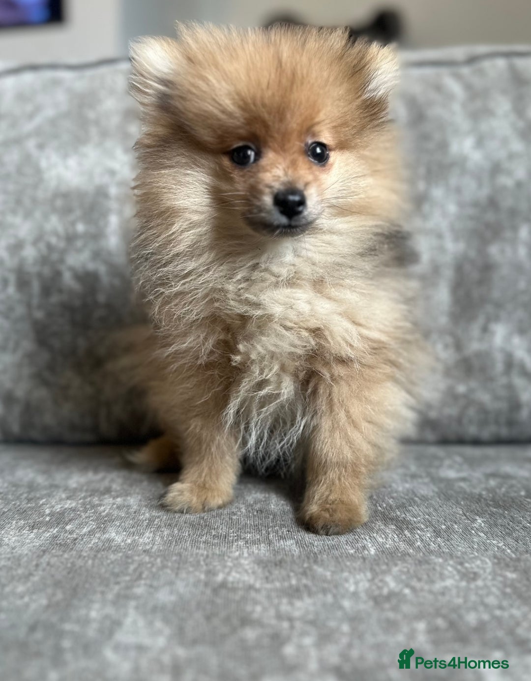 Pomeranian dogs for sale: Adorable Pom puppies 💙❤️ - Image 11