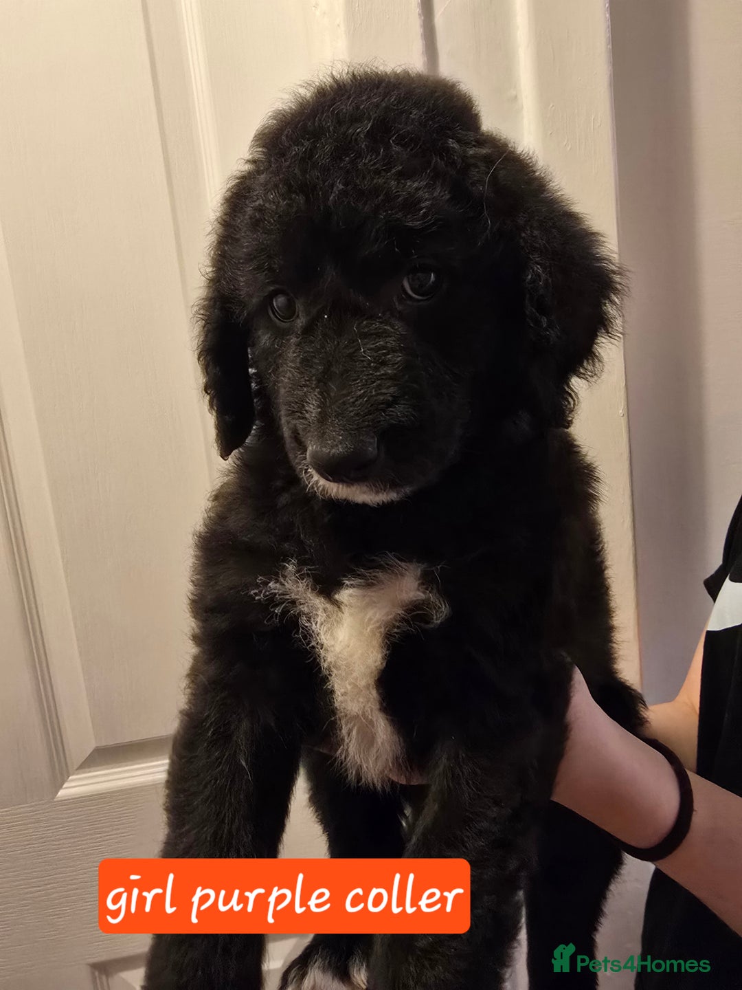 Mixed Breed dogs for sale: Standard poodle  cross - Advert 2
