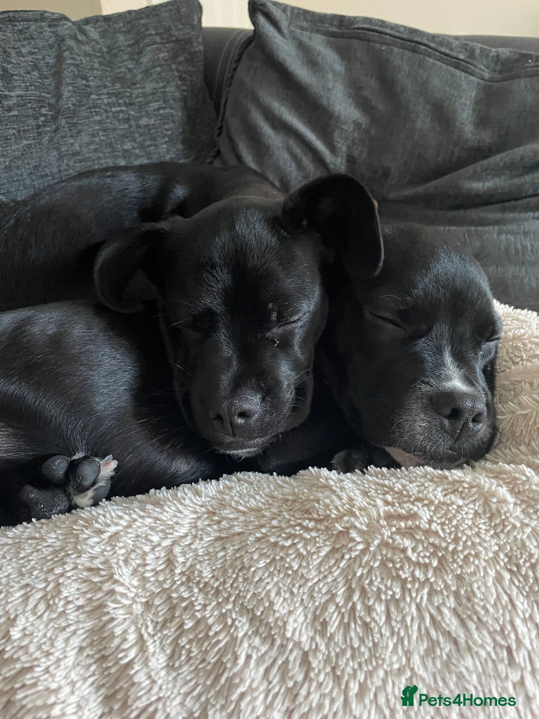 Mixed Breed dogs for sale: Ronnie and Reggie  - Advert 19