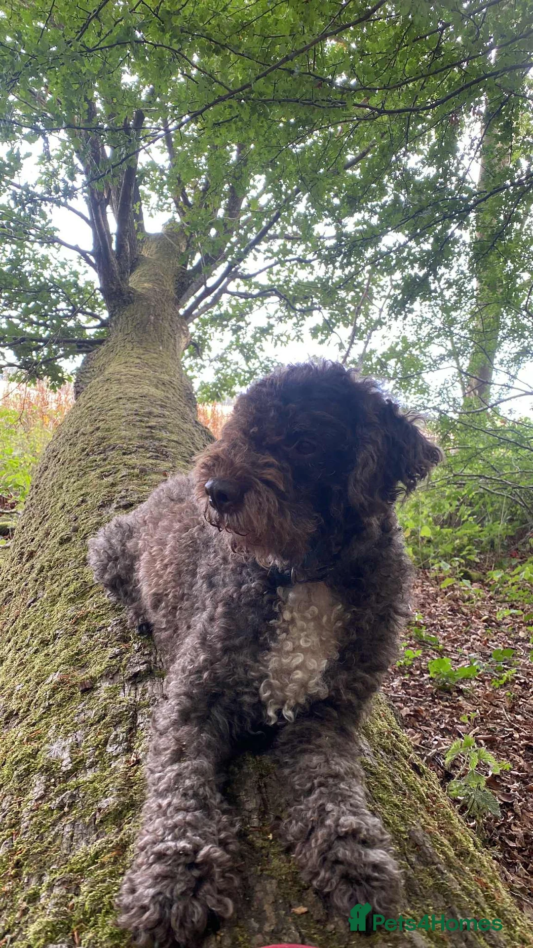 Lagotto Romagnolo dogs for sale: Three wonderful Lagotto pups available now - Advert 10