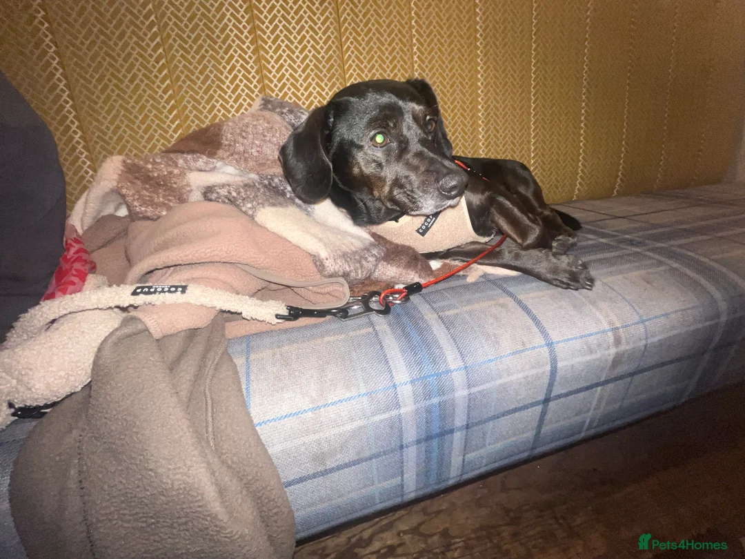 Mixed Breed dogs for sale: Buddy  in Salford - Advert 7