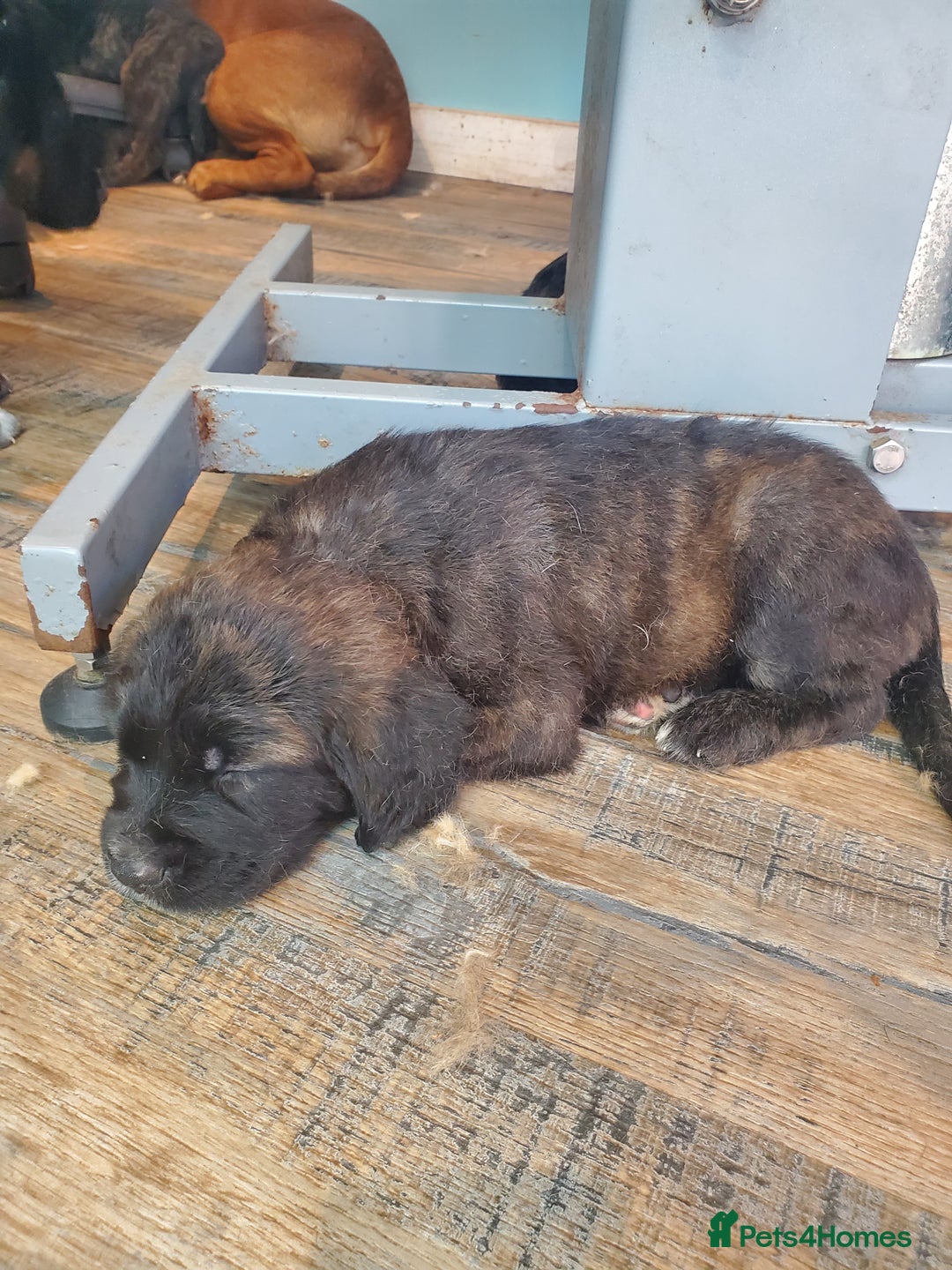 Mixed Breed dogs for sale: Golden retriever x German Shepherd  x Rottweiler  - Image 4