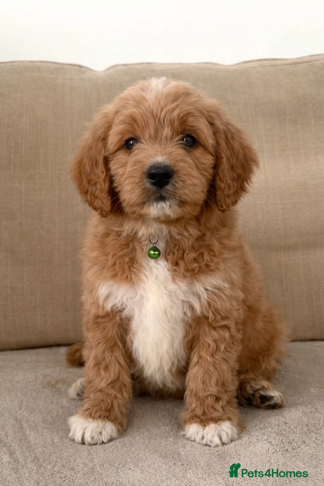 Goldendoodle dogs for sale: Top Quality F1 Bicolour Goldendoodle  - Advert 1