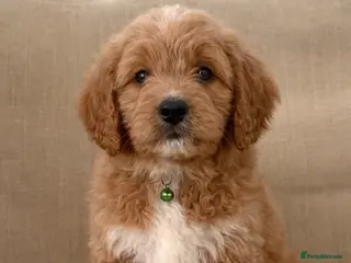 Goldendoodle dogs Top Quality F1 Bicolour Goldendoodle - Advert 14