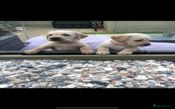 Goldador dogs for sale: Goldadors | Ready to leave 27/07/2025 in Milton Keynes - Image 21