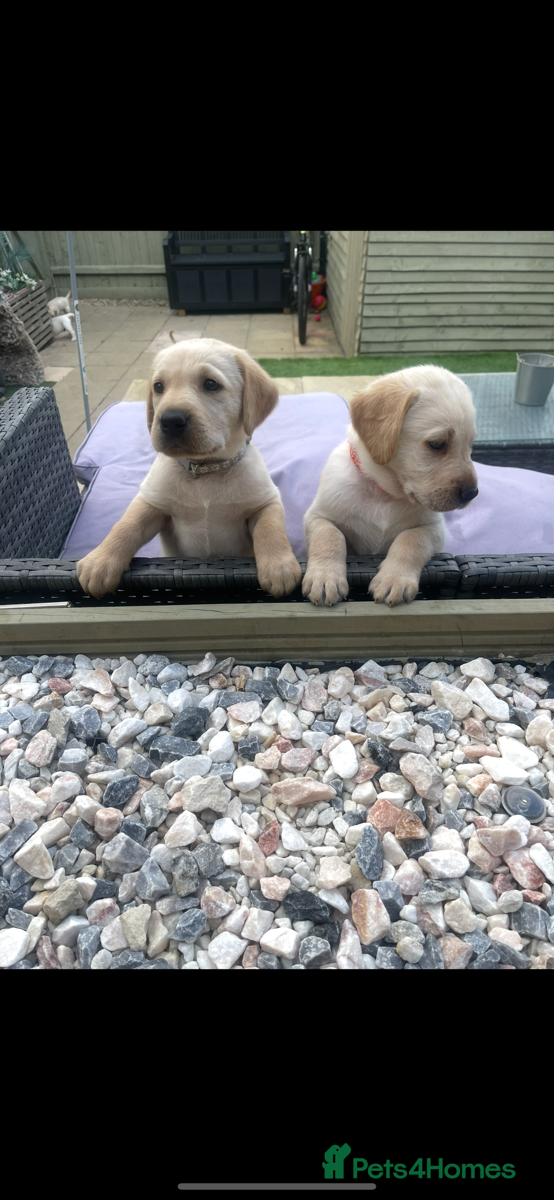 Goldador dogs for sale: Goldadors | Ready to leave 27/07/2025 in Milton Keynes - Image 21