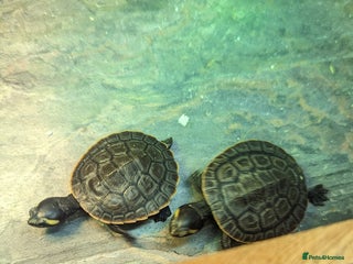 Turtle reptiles in Dunstable - Advert 3