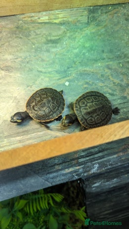 Turtle reptiles in Dunstable - Advert 2