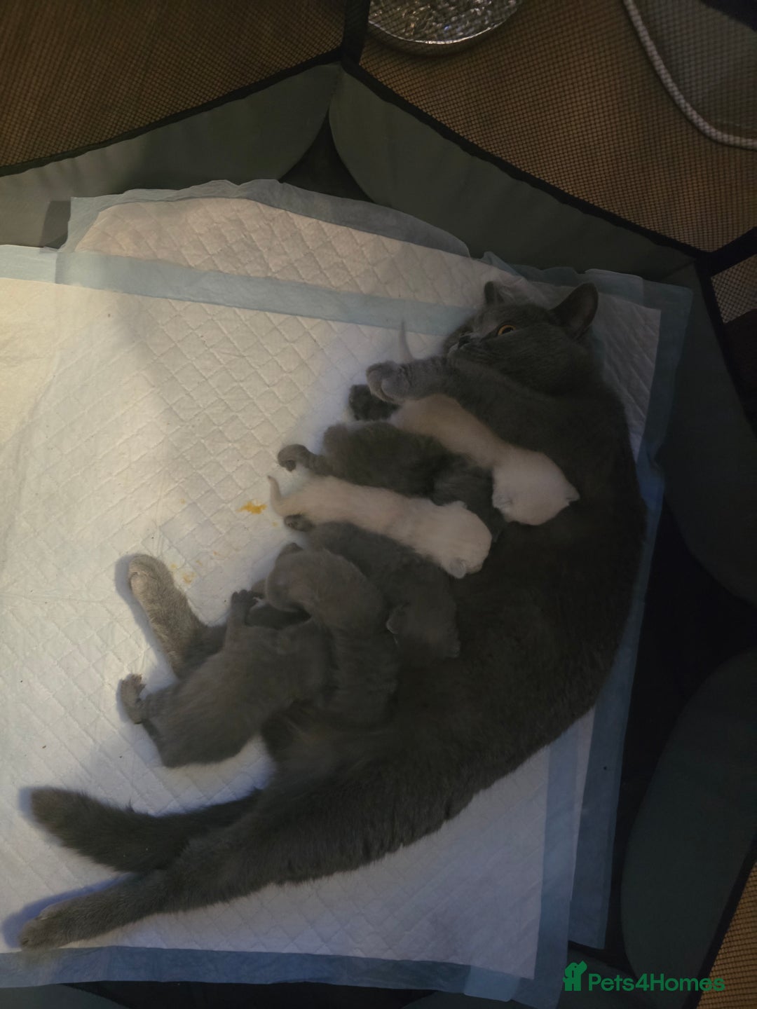 British Shorthair cats for sale: 6 x British Short-haired Blue kittens for sale - Image 30
