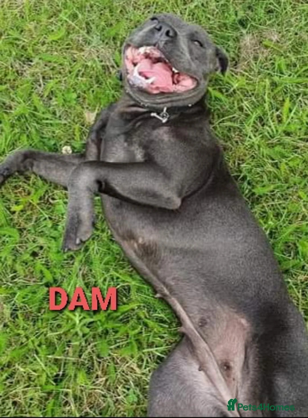 Staffordshire Bull Terrier dogs for sale: Show Quality Champions bloodline staffy puppies  - Advert 8