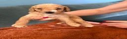 Cockapoo dogs for sale: F1B Cockerpoo’s - Advert 10