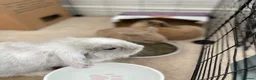 Mixed Breed rabbits for sale: Lion head x Holland lop babies  - Advert 18