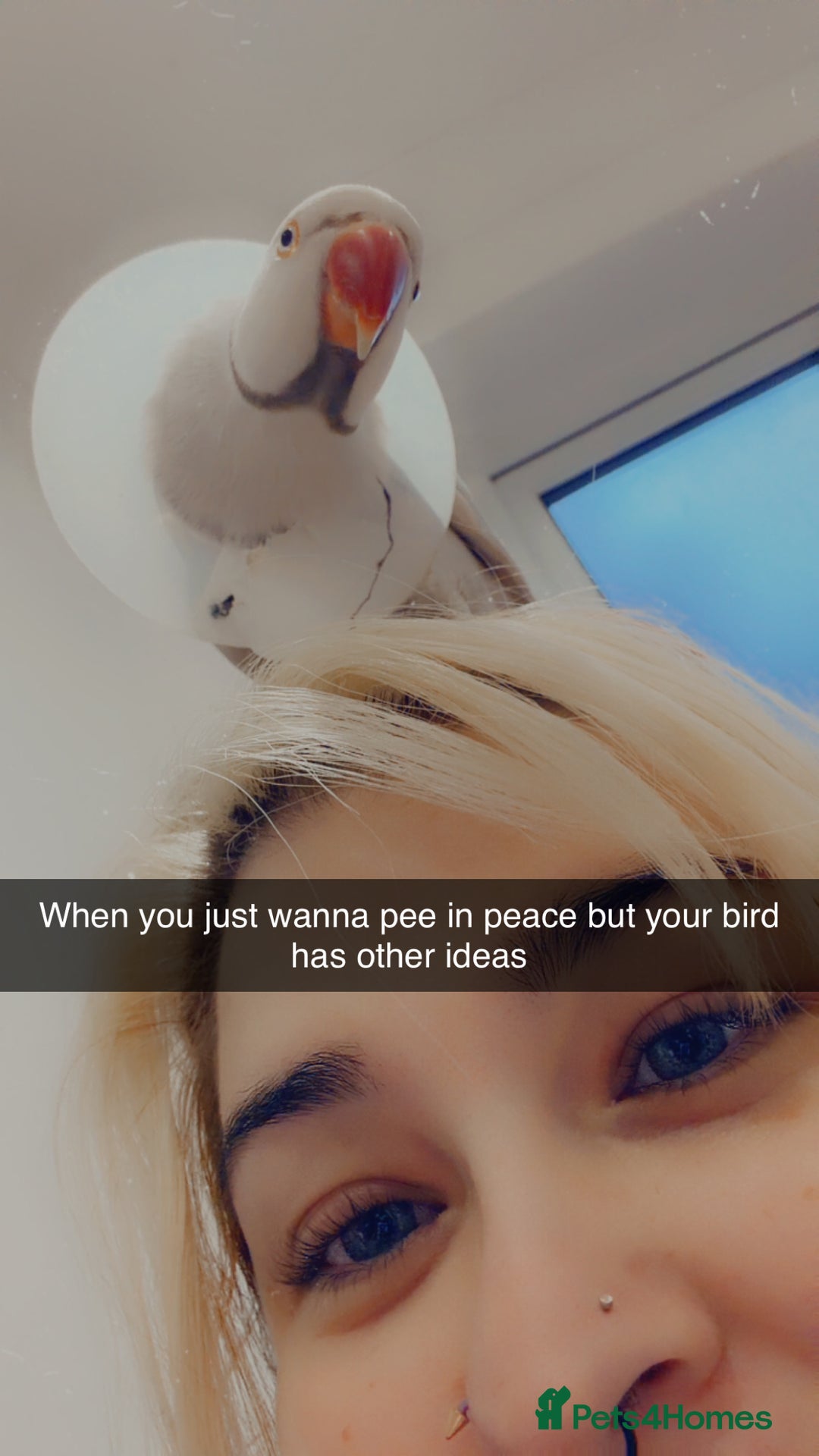 Ringnecks birds for sale: Albino Indian ringneck - Advert 5