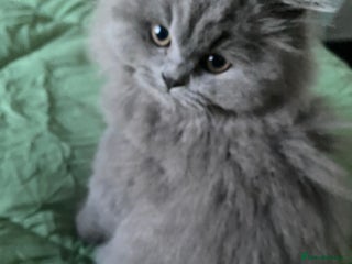 British Shorthair cats GCCF reg Pedigree British Longhair Kitten’s - Advert 14