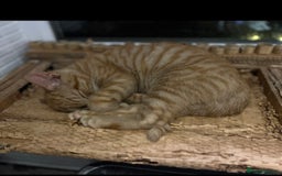 American Shorthair cats for sale: URGENT American shorthaired rehoming  - Advert 3
