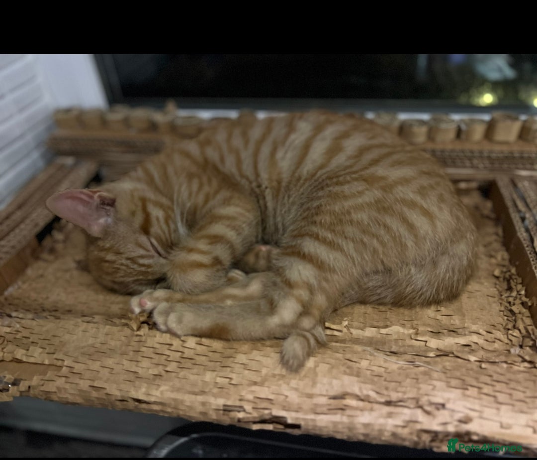 American Shorthair cats for sale: URGENT American shorthaired rehoming  - Advert 3