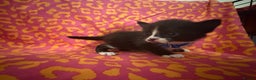 Mixed Breed cats for sale: Kittens  - Advert 4