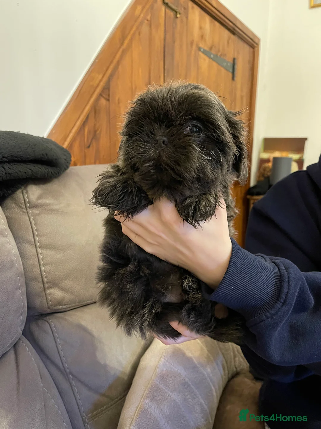 Shih Tzu dogs for sale:  imperial shihtzu dobie carriers karishishi only 2 - Advert 18