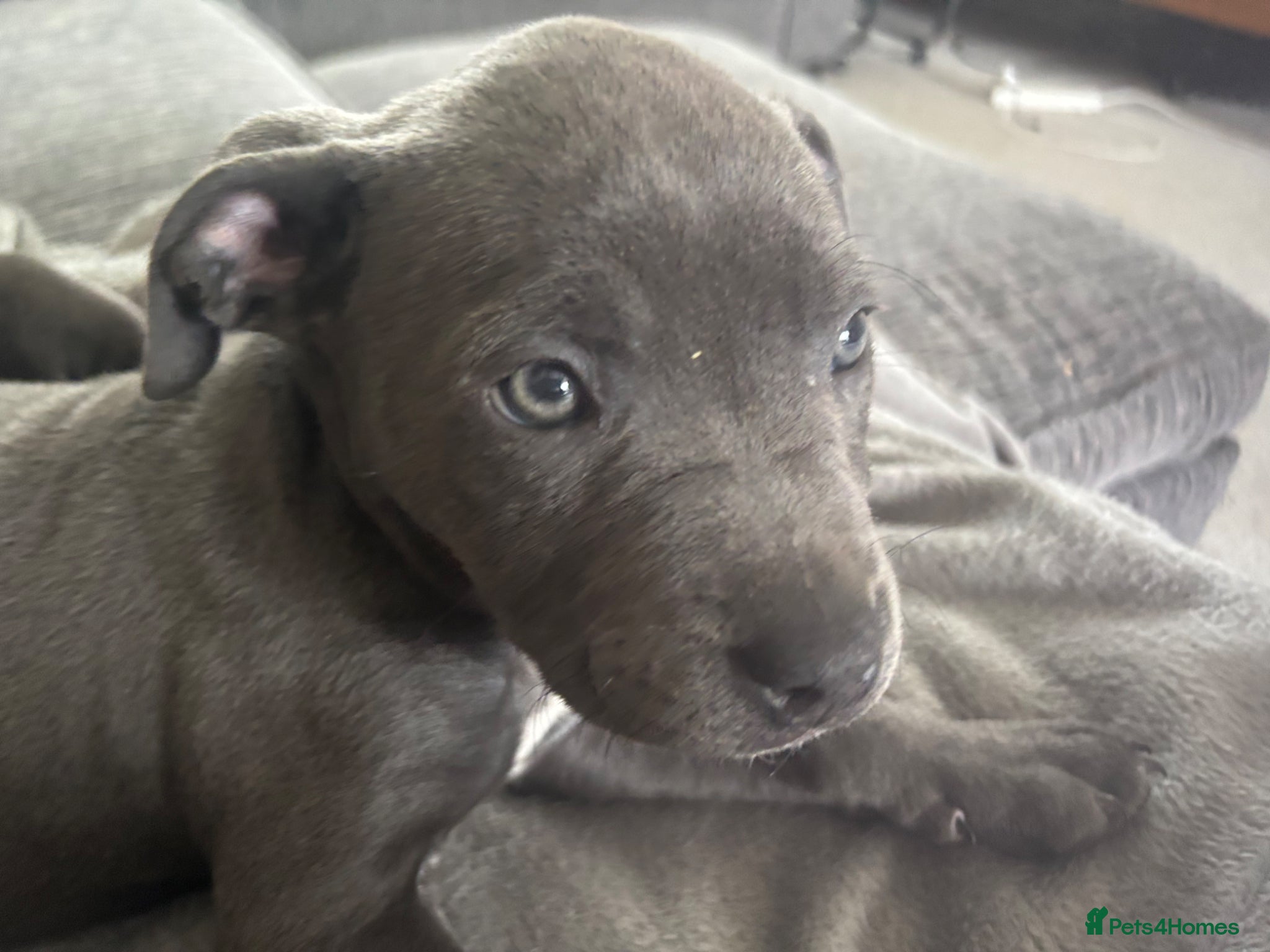 Staffordshire Bull Terrier dogs Blue Staff Puppy  - Advert 1