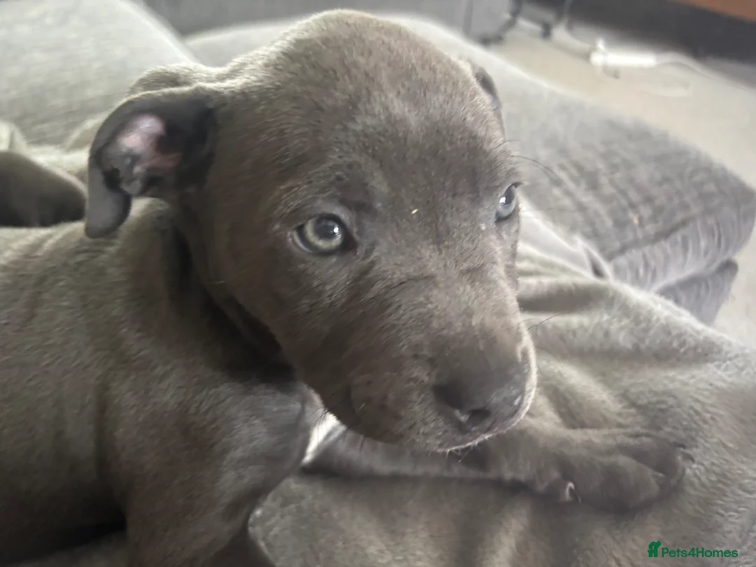 Staffordshire Bull Terrier dogs for sale: Blue Staff Puppy  in Nottingham - Advert 1