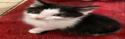 Mixed Breed cats for sale: Home-Raised Black & White Kittens– 10 Weeks Old 🐾 - Advert 10