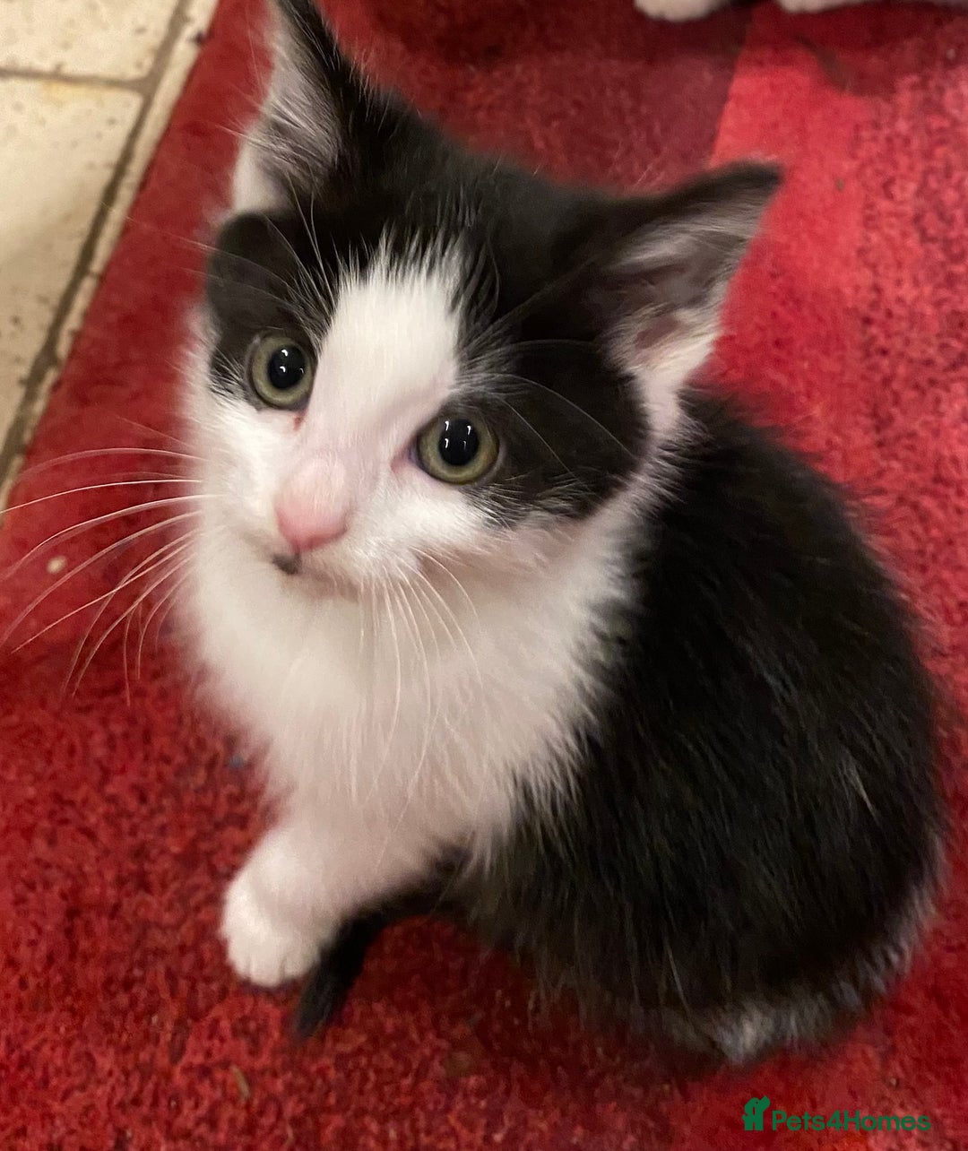 Mixed Breed cats for sale: Home-Raised Black & White Kittens– 10 Weeks Old 🐾 - Advert 10