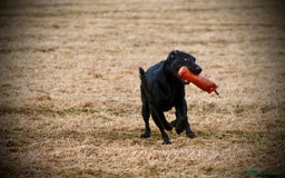 Labrador Retriever dogs for stud: Labrador Stud - Image 3