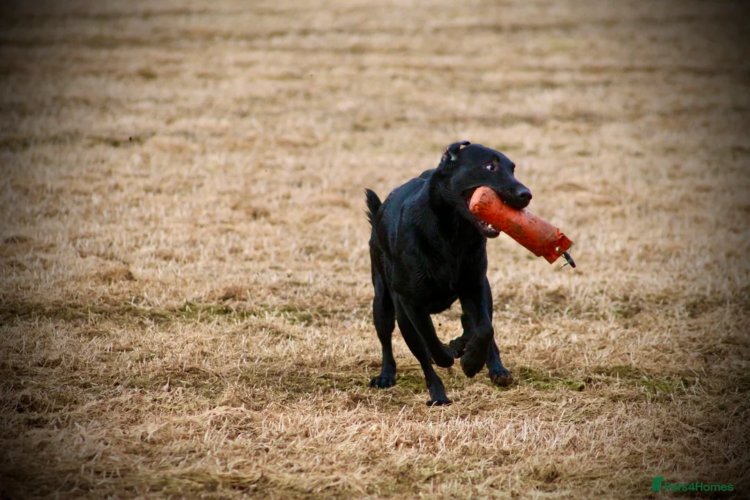 Labrador Retriever dogs for stud: Black Labrador Stud - Fox red x Black bloodline - Advert 3