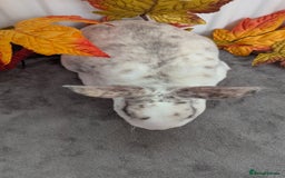 Rex rabbits for sale: Mini rex ready to reserve  - Image 6