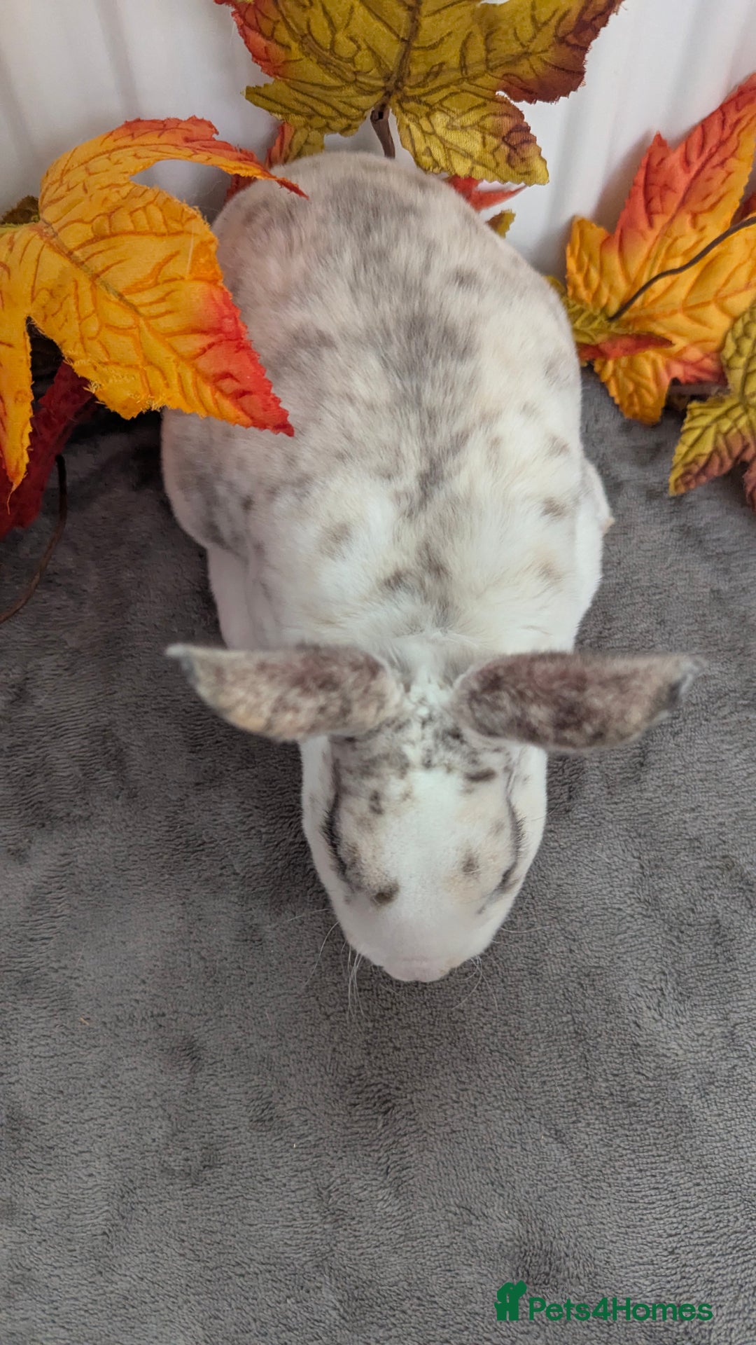 Rex rabbits for sale: Mini rex ready to reserve  - Image 6