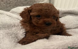 Toy Poodle dogs for sale: Stunning Fox Red Toy Poodles - Image 13