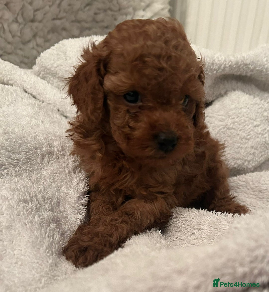 Toy Poodle dogs for sale: Stunning Fox Red Toy Poodles - Image 13