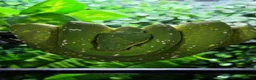 Python Snake reptiles for sale: Sorong green tree python  in Yeovil - Advert 1