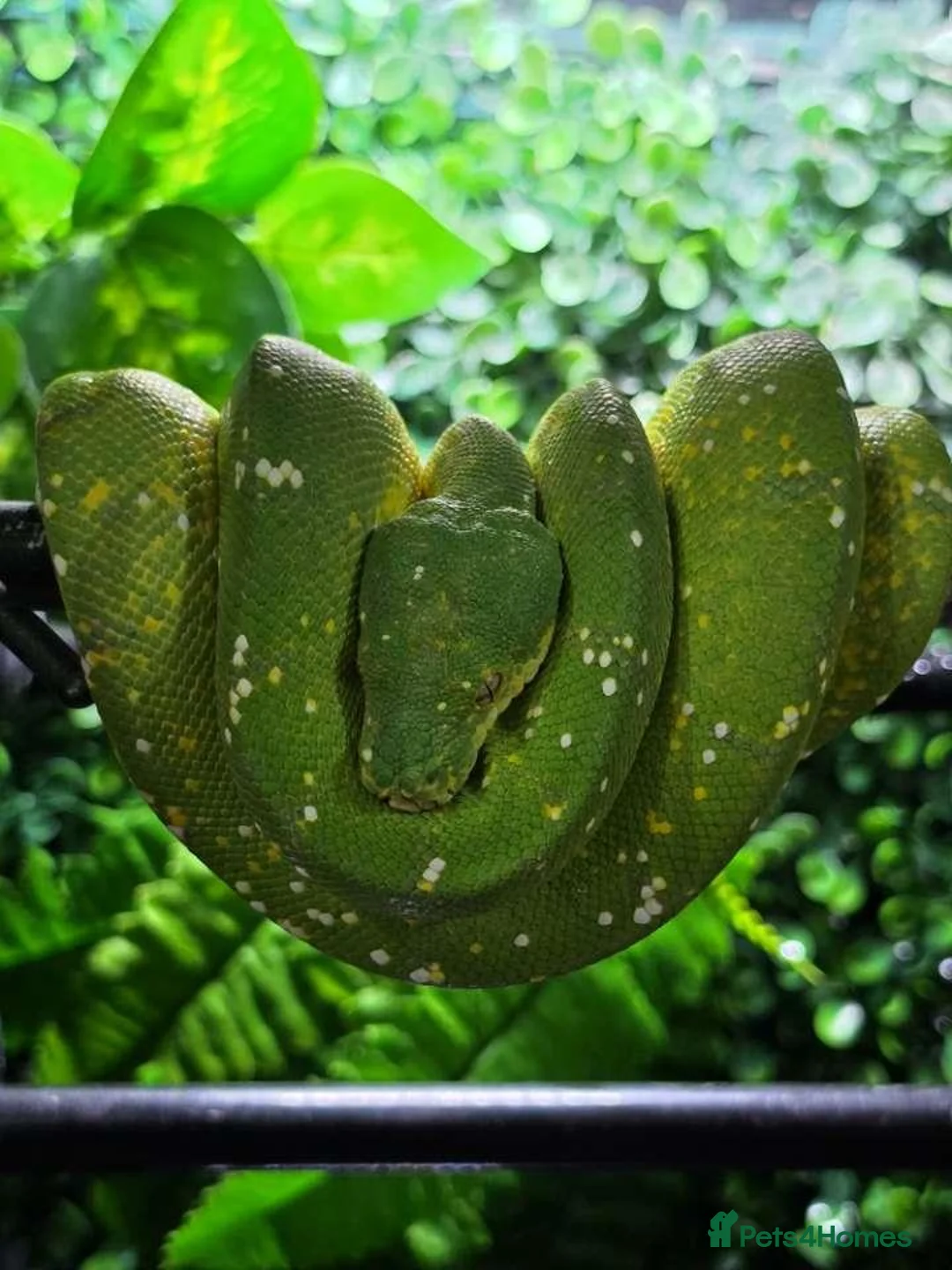 Python Snake reptiles for sale: Sorong green tree python  in Yeovil - Advert 1