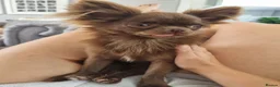 Chihuahua dogs for sale: Kc registered chihuahuas girl & boy in Hull - Advert 6