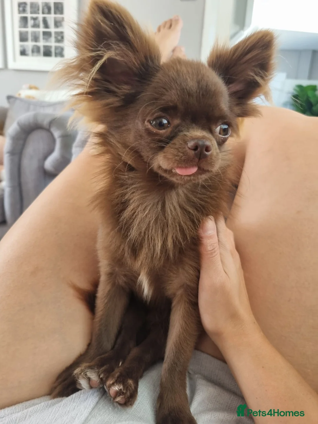 Chihuahua dogs for sale: Kc registered chihuahuas girl & boy in Hull - Advert 6