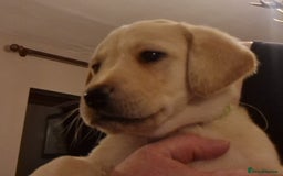 Labrador Retriever dogs for sale: Labrador puppies  - Image 3