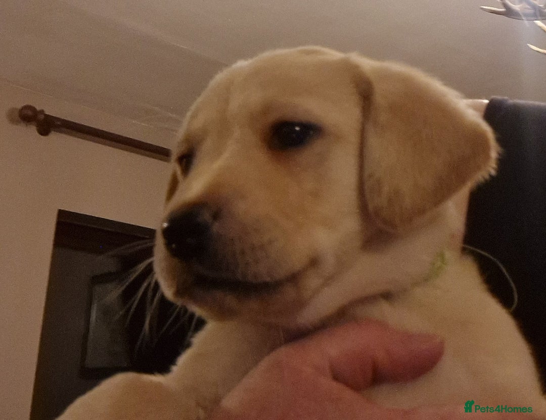 Labrador Retriever dogs for sale: Labrador puppies  - Image 3