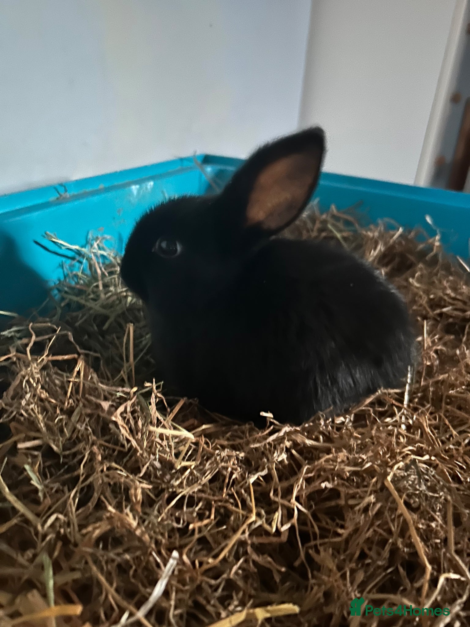 Mixed Breed rabbits Mini lop cross: Ready to leave  - Advert 11