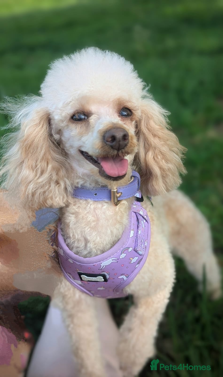 Toy Poodle dogs Pure toy poodle female ( neatured ) - Advert 12