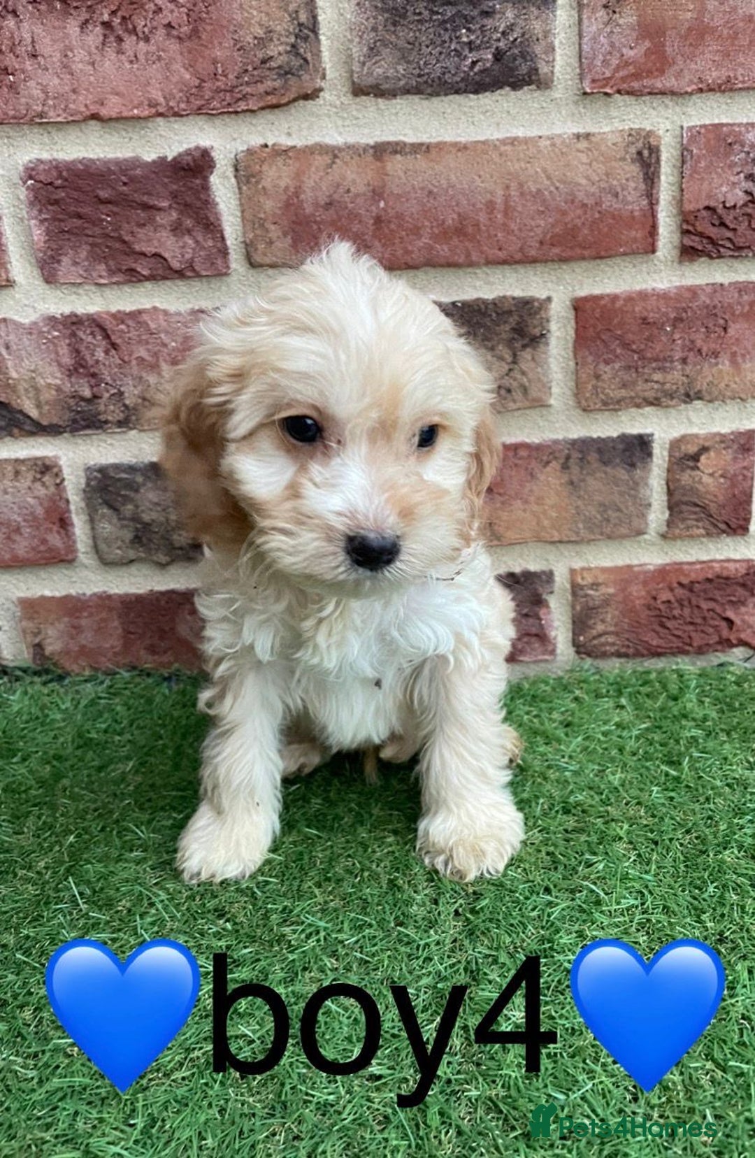 Cockapoo dogs for sale: ✨stunning cockapoo puppies✨ - Advert 6