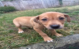 Mixed Breed dogs for sale: Pocket Bully x Labrador (Pocket Bullador) Puppies - Image 7