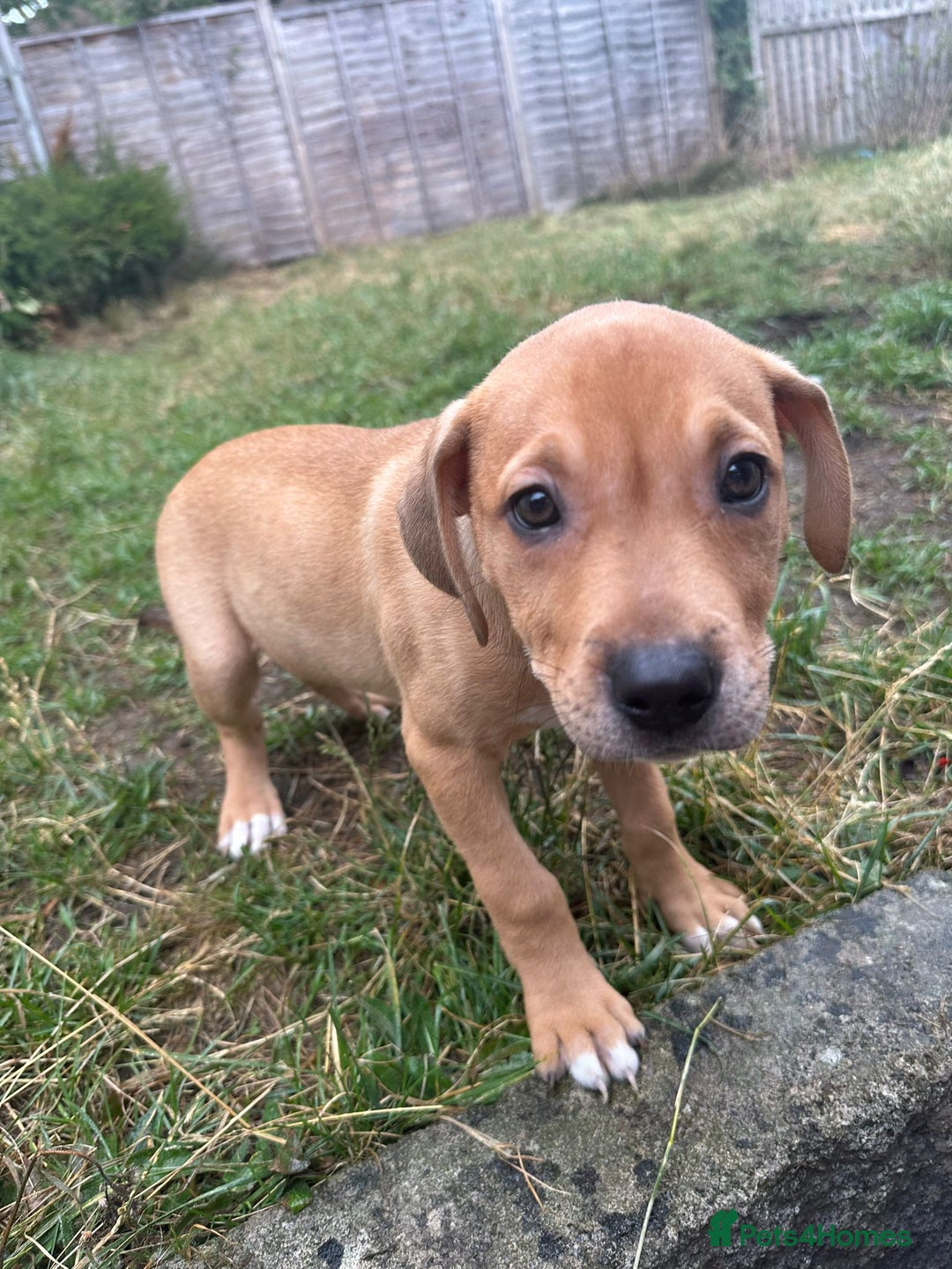 Mixed Breed dogs for sale: Pocket Bully x Labrador (Pocket Bullador) Puppies - Image 7